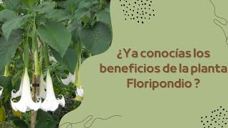 Descubre las Sorprendentes Propiedades Medicinales del Floripondio ¡Un Tesoro Natural [upl. by Nerac]