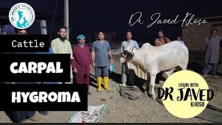 carpal hygroma in cattle 💯 successful procedure by using Electric⚡DiathermyDrJavedKhoso [upl. by Radmen713]