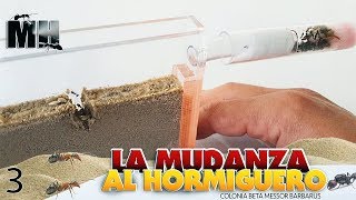 LAS NUEVAS HORMIGAS SE MUDAN AL HORMIGUERO DE ARENA  Hormigas Messor Barbarus [upl. by Moazami]