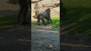 Massive Gorilla KnuckleWalking 🦍 wildlifekingdom animalkingdom [upl. by Hannazus]