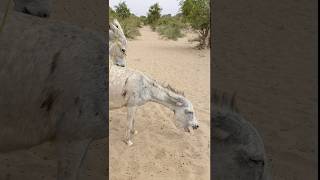 Donkeys pets animalsyoutubeshortanimals [upl. by Fennessy]