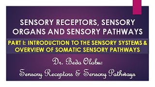 INTRODUCTION TO THE SENSORY RECEPTORS amp OVERVIEW OF SOMATIC SENSORY PATHWAYS [upl. by Eseret34]