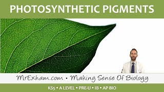 Photosynthesis  Photosynthetic Pigments  Post 16 Biology A Level PreU IB AP Bio [upl. by Artemis325]