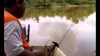 Freshwater lobster fishing Must Watch [upl. by Carrillo]