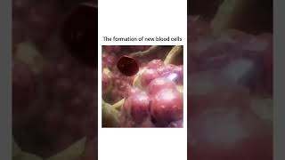 Hematopoiesis Formation of New Blood Cells rbc [upl. by Nahshu]