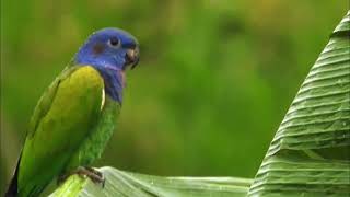 quotBLUEHEADED parrot Bird in Danger of EXTINCTION due to the damage caused to its natural habitatquot [upl. by Sathrum]