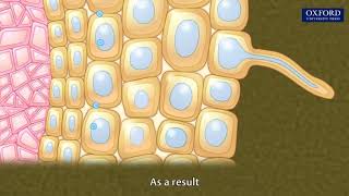 Animation 103 Absorption of water in plants [upl. by Mellman]