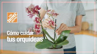 Cómo cuidar tus orquídeas  Jardinería  The Home Depot Mx [upl. by Yann101]