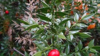 Wild Food  Butchers Broom Ruscus aculeatus [upl. by Viridi]