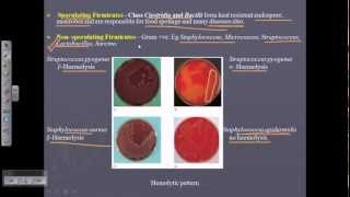 Classification Of Bacteria  Bergey’s Manual of Systematic Bacteriology First Edition [upl. by Werdma]