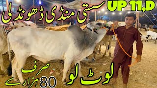 Expert Update on UP Car Bazar Cattle Mandi Prices [upl. by Jarlath648]