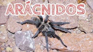 Agarramos nuestra primer 🕸🕷Tarántula del Desierto🏜 [upl. by Assilev]