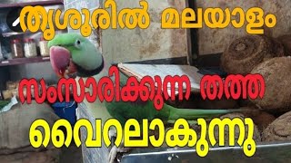 Parrot speaks Malayalamപഴക്കടയിലെ വായാടി മിട്ടു തത്ത [upl. by Ailes]