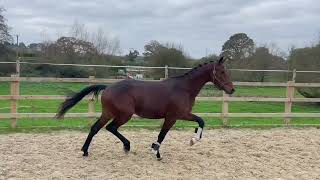 2022 Dressage stallion Kjento x Glock’s Total US [upl. by Elleinod]