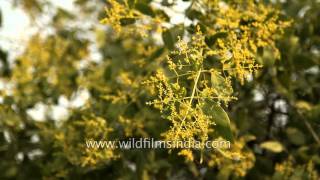 Salvadora persica grows in Bharatpur [upl. by Edak]