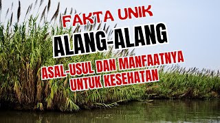 Fakta Unik dan Khasiat Ilalang untuk Kesehatan Menurut Sains dan Islam [upl. by Shoshanna805]