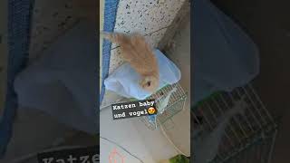 Katzen Baby und vogel katze cat cats catlover cute catshorts animals kitten funny [upl. by Dnar167]