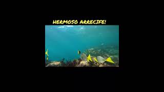 El increible arrecife de Los Islotes 🤩🏝️ bajacaliforniasur gopromx short [upl. by Edra]