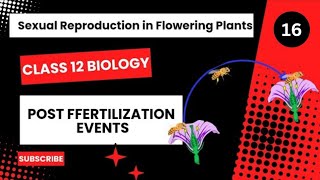 Post Fertilization Events  Class 12  Sexual Reproduction in Flowering Plants  Dhimans Biology [upl. by Akit]