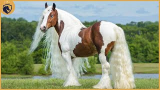 Top 15 Beautiful Horses In The World  Beautiful Horse [upl. by Delanty]