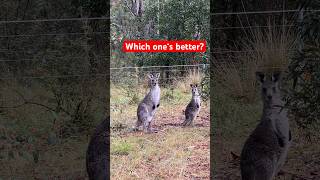 Kangaroo hop vs Wallaby hop 🦘 wildlife jump fast animals australia [upl. by Ciccia]