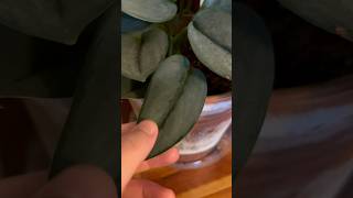 Scindapsus Treubii Moonlight  Rare Common Tropical Indoor Houseplants  Plant Tour  Terra Cotta [upl. by Nesila]