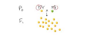 Mendelian Principles [upl. by Plank]