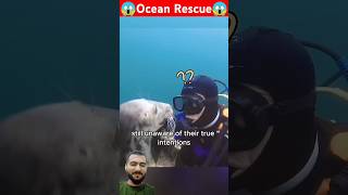 Ocean Rescue Team of seals 😂 seal sealrescue ocean animallover wildlife seal babyseal [upl. by Dranoc]