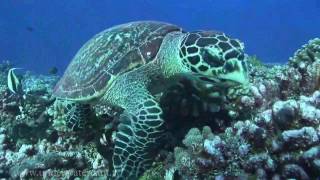 Nature TV  Best Diving in Rangiroa French Polynesia [upl. by Mattson]