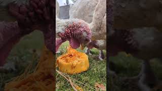 Happy Turkeys 🎃 farmanimals reels homesteadlife [upl. by Daffodil156]