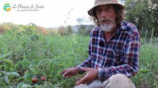 Fautil tailler les tomates  la réponse de Pascal Poot [upl. by Mackie]