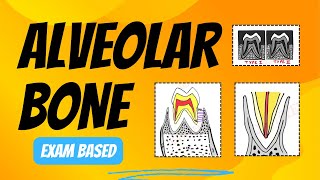 Structure of Alveolar Bone  Alveolar Bone Histology [upl. by Cordi]