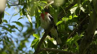 Rosebreated Grosbeak song [upl. by Dranrev]