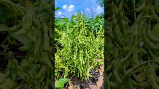 सोयाबीन में Anthracnose फंगस की रोकथाम🦠Best fungicide🌧️एन्थ्रेक्नोज फंगस short [upl. by Ahsratan]