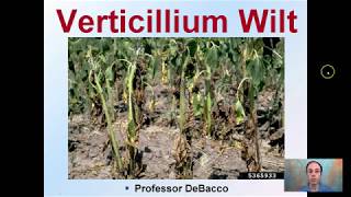 Verticillium Wilt [upl. by Ailema]