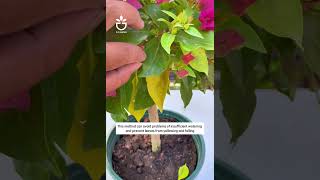 Fertilizer for acidloving plants garden namrose gardening [upl. by Licht]