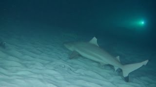 Gray reef shark while hunting [upl. by Docile590]