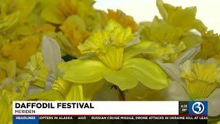 Meriden daffodil festival this weekend [upl. by Novit257]