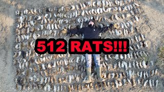 512 Rats in ONE Shed [upl. by Corri263]