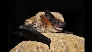 Savis pipistrelle  Hypsugo savii  Cyprus [upl. by Hidie]