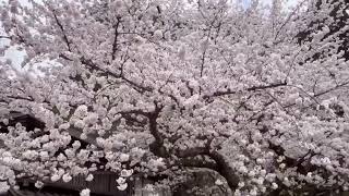 弘前公園桜祭り北国の桜Hirosaki Park Cherry Blossom FestivalNorthern Cherry Blossoms [upl. by Asert27]