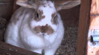 Very short film of a female rabbit with false pregnancy pulling fur from her dewlap [upl. by Nikolaus891]