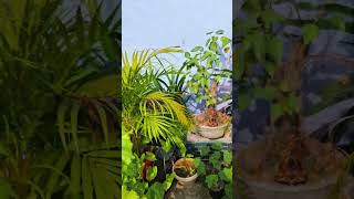 Terrace Palm Care Tips for Thriving Palms gardening palm garden gardeningtips greenthumb [upl. by Reteid529]