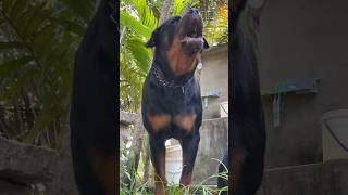 Rottweiler barking Sound 😈 ASMR [upl. by Niggem]