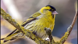 EURASIAN Siskin BIRDSONG CD  For Trapping SISKIN Spinus spinus 30min [upl. by Nage]