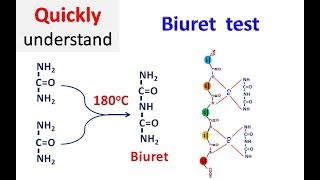 Biuret test [upl. by Lurleen]