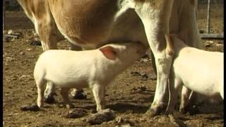 Orphaned piglets drink from Jersey cow [upl. by Celtic]