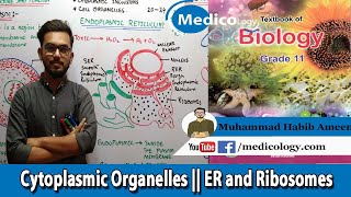 Cytoplasm amp Its Organelles ER amp Ribosomes  Federal Board Biology XI [upl. by Feirahs]