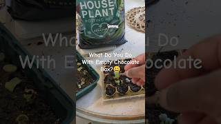 What Do You Do With Empty Chocolate Box😄💓💓gardening cactus [upl. by Jilleen]