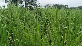 Pradera de Hibridos de Panicum Carcará listo para pastoreo o pacas en Escárcega Campeche [upl. by Ativet777]